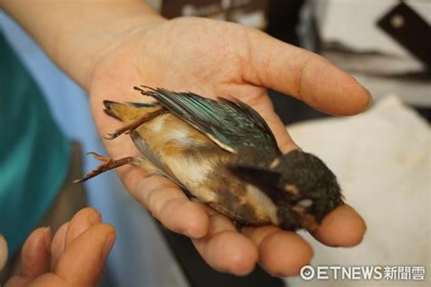 鳥突然死掉|寵物鳥意外死亡處理指南